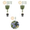 Rosmarinus officinalis - Terras Plant - Bladhoudend - Winterhard - Paarse Bloem