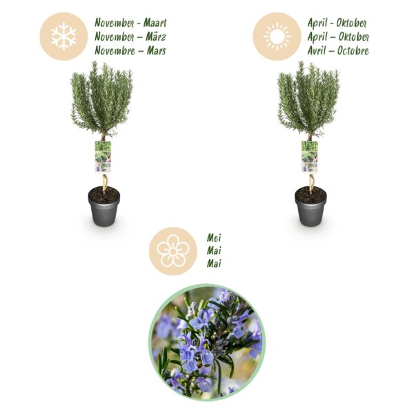 Rosmarinus officinalis - Terras Plant - Bladhoudend - Winterhard - Paarse Bloem