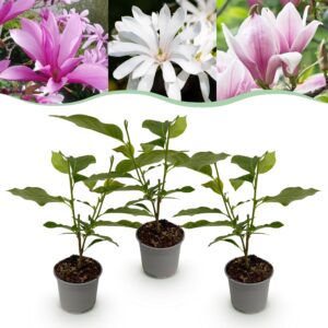 thumbnail_6000-2248.jpg Magnolia Tricolour - Bloem Wit-Roze-Paars - 3 Planten - Bladverliezend - Weinig Onderhoud
