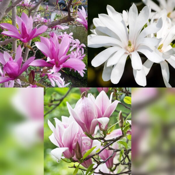 Magnolia Tricolour - Bloem Wit-Roze-Paars - 3 Planten - Bladverliezend - Weinig Onderhoud