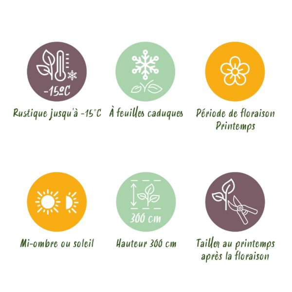 Magnolia Tricolour - Bloem Wit-Roze-Paars - 3 Planten - Bladverliezend - Weinig Onderhoud