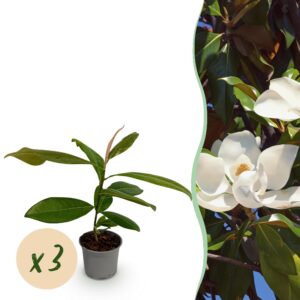 thumbnail_6000-2258.jpg Magnolia grandiflora - Bloem Wit - 3 Planten - Bladhoudend - Weinig Onderhoud