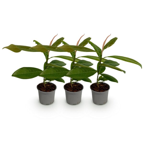 thumbnail_6000-2259.jpg Magnolia grandiflora - Bloem Wit - 3 Planten - Bladhoudend - Weinig Onderhoud