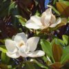 Magnolia grandiflora - Bloem Wit - 3 Planten - Bladhoudend - Weinig Onderhoud