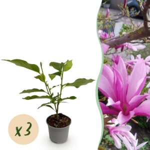 thumbnail_6000-2288.jpg Magnolia Susan - Bloem Paars - 3 Planten - Bladverliezend - Weinig Onderhoud