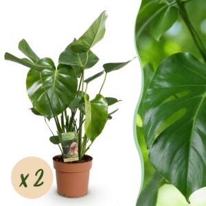 thumbnail_6000-2318.jpg Green is... Monstera Deliciosa - Gatenplant - Weinig onderhoud - Groen - 2 Planten