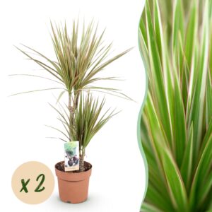 thumbnail_6000-2329.jpg Green is... Dracaena Marginata Bicolor - Drakenbloedboom - Weinig onderhoud - Groen - 2 Planten