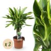 Dracaena fragrans Golden Coast - Drakenbloedboom - Weinig onderhoud - Groen - 2 Planten