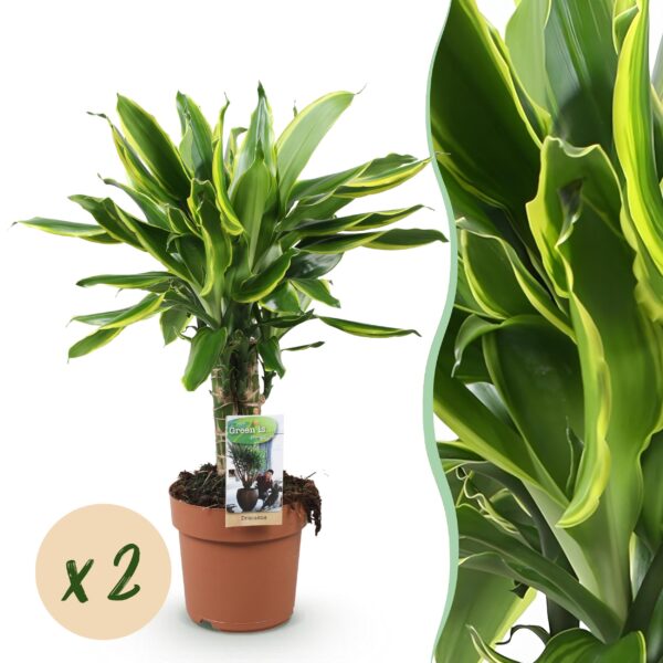 Dracaena fragrans Golden Coast - Drakenbloedboom - Weinig onderhoud - Groen - 2 Planten