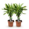 Dracaena fragrans Golden Coast - Drakenbloedboom - Weinig onderhoud - Groen - 2 Planten