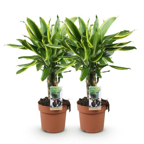 Dracaena fragrans Golden Coast - Drakenbloedboom - Weinig onderhoud - Groen - 2 Planten