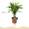 Dracaena fragrans Golden Coast - Drakenbloedboom - Weinig onderhoud - Groen - 2 Planten