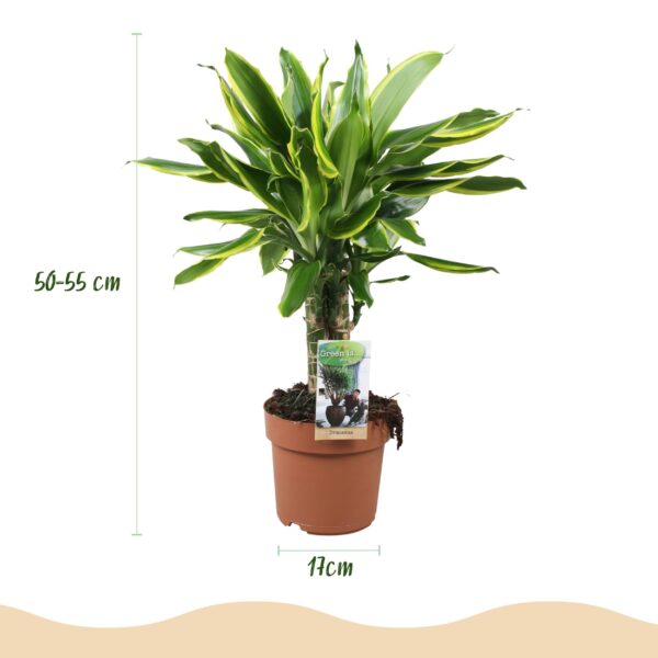 Dracaena fragrans Golden Coast - Drakenbloedboom - Weinig onderhoud - Groen - 2 Planten