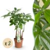 Pachira Aquatica multi stam - Geldboom - Weinig onderhoud - Groen - 2 Planten