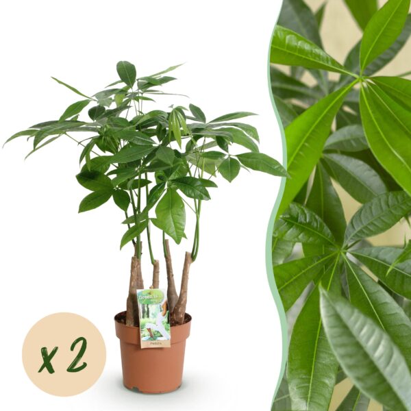 Pachira Aquatica multi stam - Geldboom - Weinig onderhoud - Groen - 2 Planten