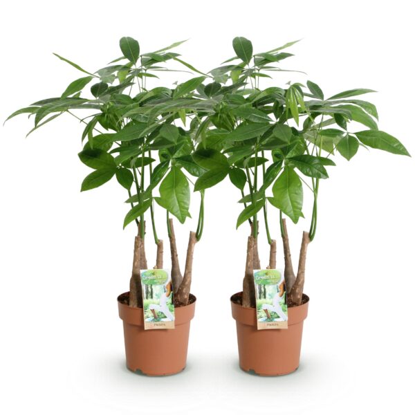 Pachira Aquatica multi stam - Geldboom - Weinig onderhoud - Groen - 2 Planten