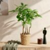 Pachira Aquatica multi stam - Geldboom - Weinig onderhoud - Groen - 2 Planten