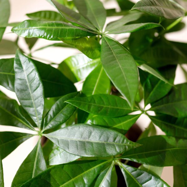 Pachira Aquatica multi stam - Geldboom - Weinig onderhoud - Groen - 2 Planten