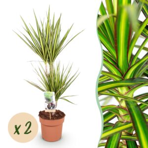 thumbnail_6000-2363.jpg Green is... Dracaena Sunray - Drakenbloedboom - Weinig onderhoud - Groen - 2 Planten