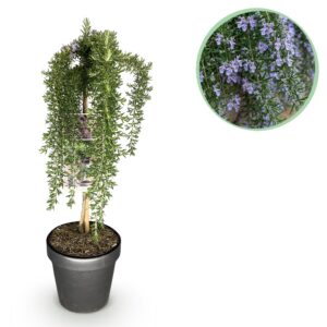 thumbnail_6000-237.jpg Rosmarinus officinalis Prostratus - Terras Plant - Bladhoudend - Winterhard -Paarse Bloem