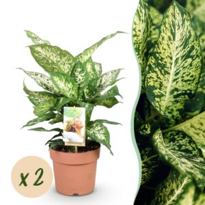 thumbnail_6000-2386.jpg Green is... Diefenbachia Compacta - Dieffenbachia - Weinig onderhoud - Groen - 2 Planten