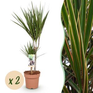 thumbnail_6000-2397.jpg Green is... Dracaena Marginata - Drakenbloedboom - Weinig onderhoud - Groen - 2 Planten