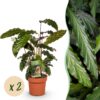 Calathea Rufibarba - Pauwen plant - Weinig onderhoud - Groen - 2 Planten