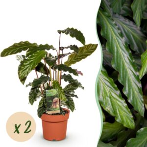thumbnail_6000-2408.jpg Green is... Calathea Rufibarba - Pauwen plant - Weinig onderhoud - Groen - 2 Planten