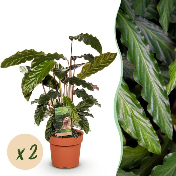 Calathea Rufibarba - Pauwen plant - Weinig onderhoud - Groen - 2 Planten