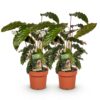 Calathea Rufibarba - Pauwen plant - Weinig onderhoud - Groen - 2 Planten