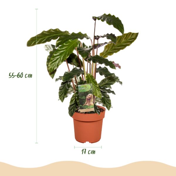 Calathea Rufibarba - Pauwen plant - Weinig onderhoud - Groen - 2 Planten