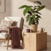 Calathea Rufibarba - Pauwen plant - Weinig onderhoud - Groen - 2 Planten