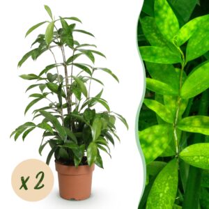 thumbnail_6000-2419.jpg Green is... Dracaena surculosa - Drakenbloedboom - Weinig onderhoud - Groen - 2 Planten