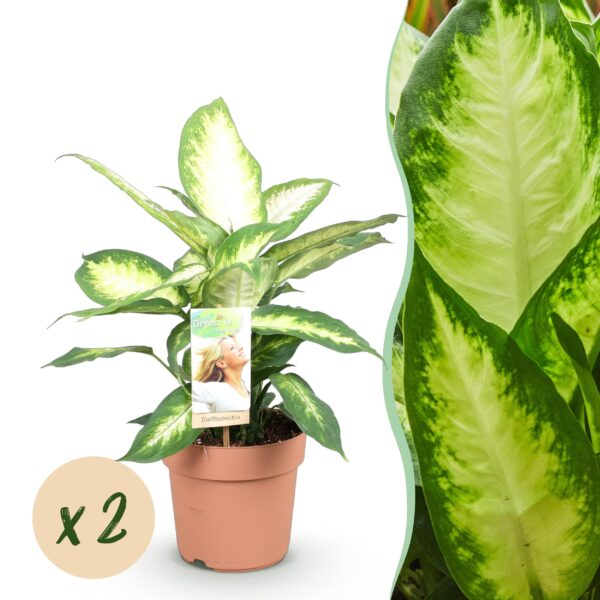 Diefenbachia Camilla - Dieffenbachia - Weinig onderhoud - Groen - 2 Planten