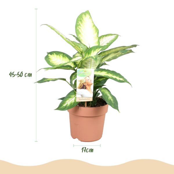 Diefenbachia Camilla - Dieffenbachia - Weinig onderhoud - Groen - 2 Planten