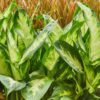 Diefenbachia Camilla - Dieffenbachia - Weinig onderhoud - Groen - 2 Planten