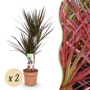 thumbnail_6000-2441.jpg Green is... Dracaena Magenta - Drakenbloedboom - Weinig onderhoud - Groen - 2 Planten