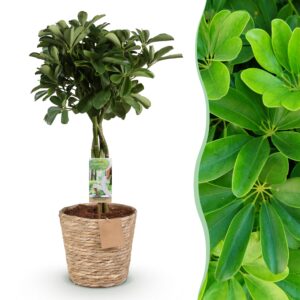 thumbnail_6000-2452.jpg Green is... Schefflera Nora - Vingerboom - Weinig onderhoud - met mand - Groen