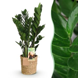 thumbnail_6000-2463.jpg Green is... Zamioculcas - ZZ-plant - Weinig onderhoud - met mand - Groen