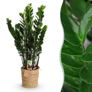 thumbnail_6000-2496.jpg Green is... Zamioculcas - ZZ-plant - Weinig onderhoud - met mand - Groen