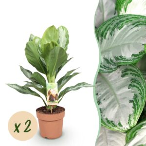 thumbnail_6000-2518.jpg Green is... Aglaonema Silver Bay - Zilverblad - Weinig onderhoud - Groen - 2 Planten