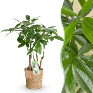 thumbnail_6000-2529.jpg Green is... Pachira Aquatica multi stam - Geldboom - Weinig onderhoud - met mand - Groen
