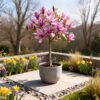 Magnolia Susan - Terras Plant - Bladverliezend - Winterhard - Roze Bloem