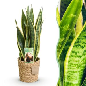 thumbnail_6000-2540.jpg Green is... Sansevieria Laurentii - Vrouwentong - Weinig onderhoud - met mand - Groen