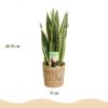Sansevieria Laurentii - Vrouwentong - Weinig onderhoud - met mand - Groen