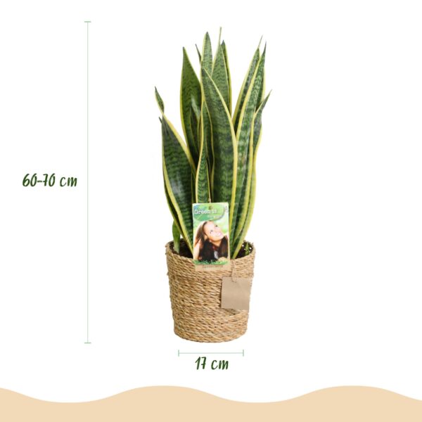 Sansevieria Laurentii - Vrouwentong - Weinig onderhoud - met mand - Groen