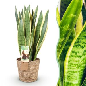 thumbnail_6000-2562.jpg Green is... Sansevieria Laurentii - Vrouwentong - Weinig onderhoud - met mand - Groen
