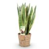 Sansevieria Laurentii - Vrouwentong - Weinig onderhoud - met mand - Groen