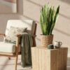 Sansevieria Laurentii - Vrouwentong - Weinig onderhoud - met mand - Groen