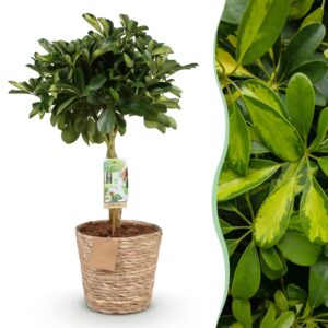 thumbnail_6000-2584.jpg Green is… Schefflera Gold Capelle - Vingerboom - Weinig onderhoud - met mand - Groen - goud